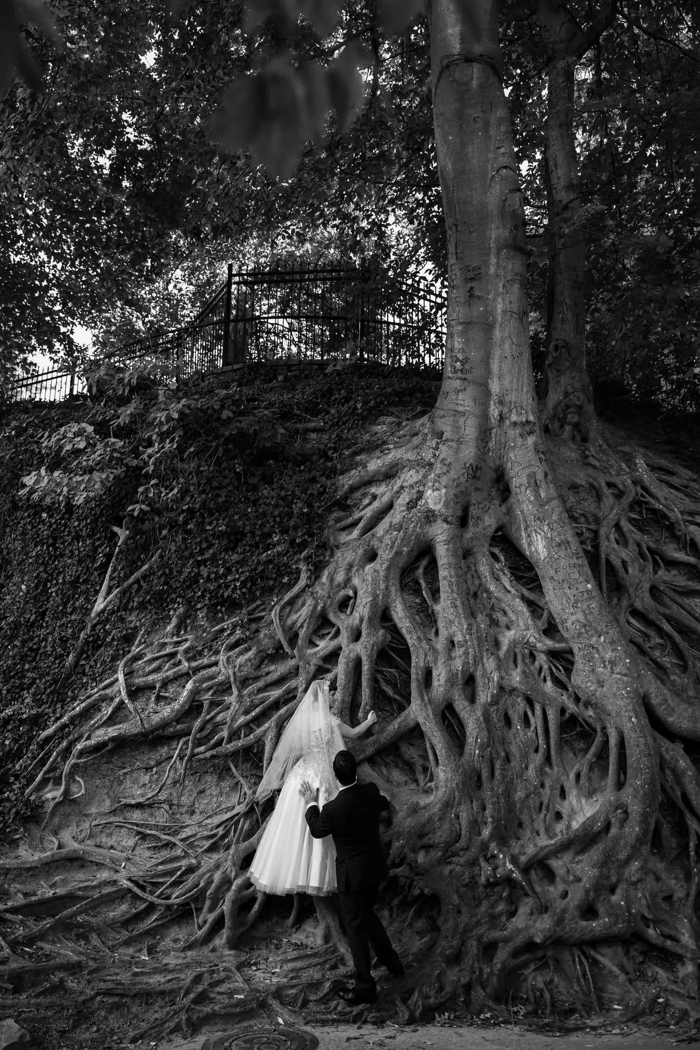 Black and white of the couple tiny beneath a huge tree with sprawling exposed roots