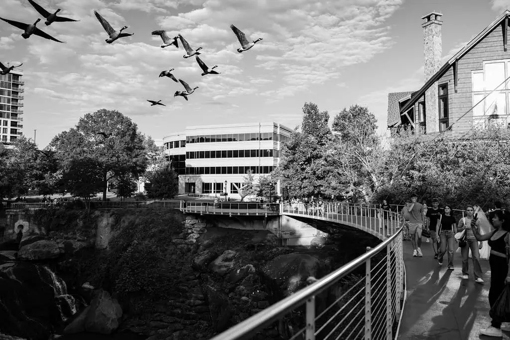 Black and white of geese flying over the river and a curved pedestrian bridge in downtown Greenville