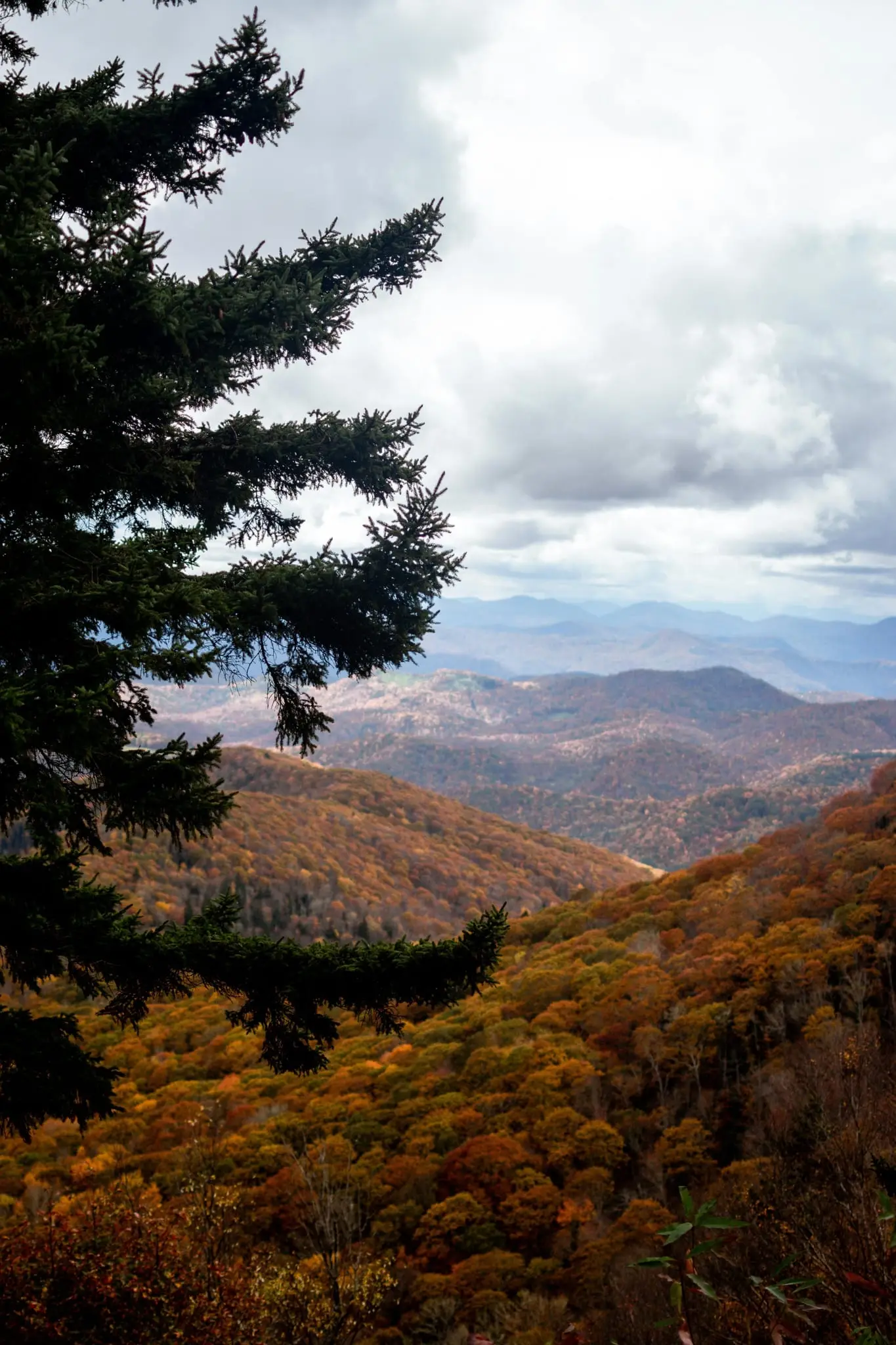 Blue Ridge Parkway overlook of autumn-colored mountain ridges beneath a pine branch