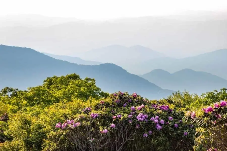 Pink rhododendron blooms at Craggy Gardens with hazy blue mountain layers behind