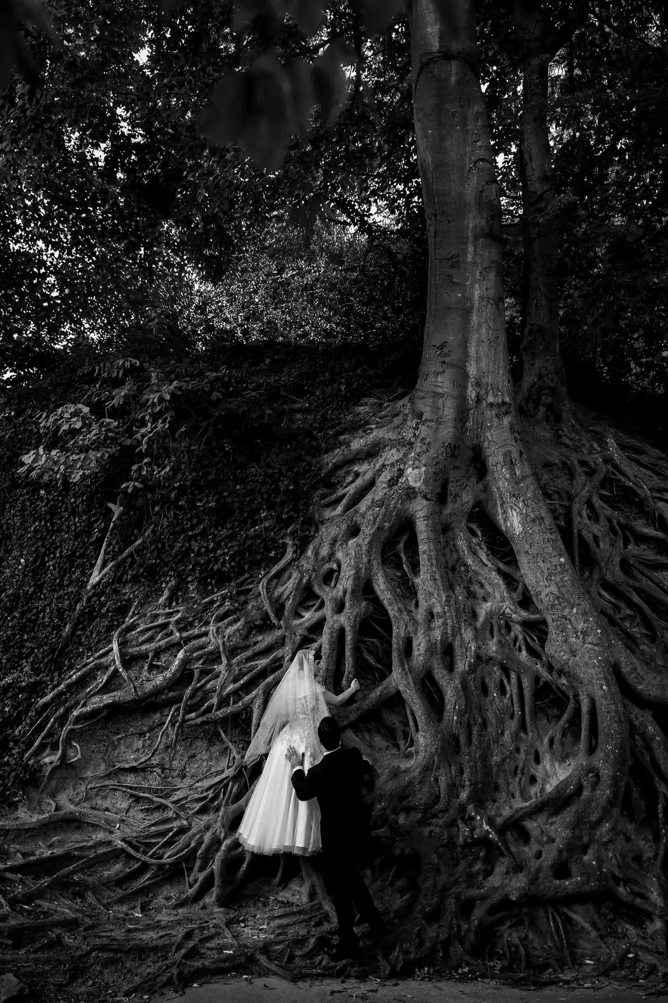 Black and white of a bride and groom tiny beside an enormous tree with sprawling exposed roots
