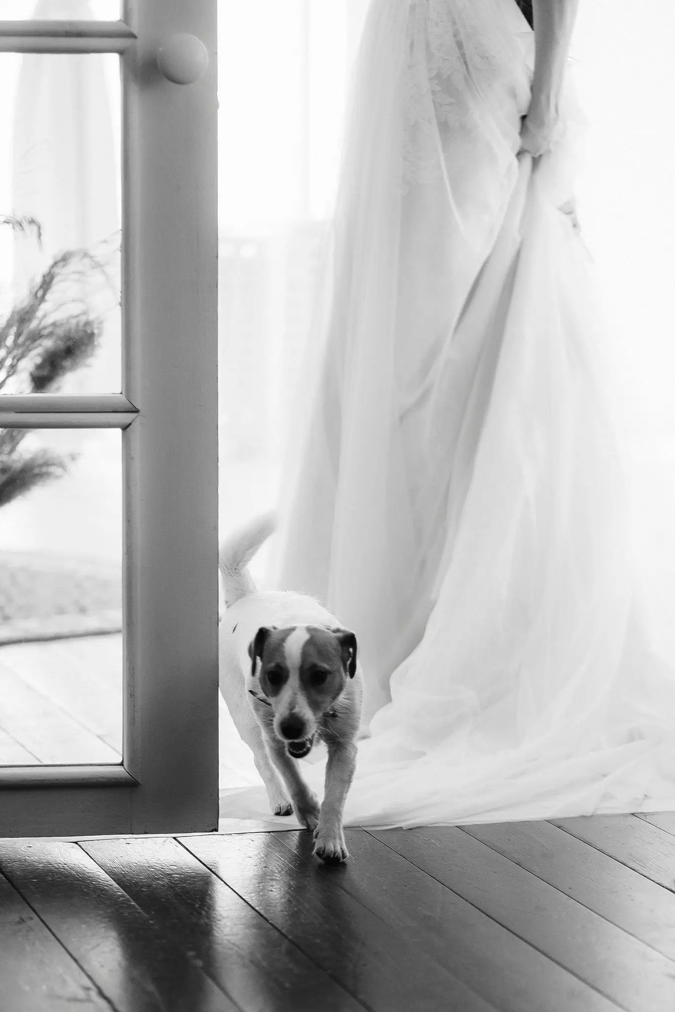 Black and white of a small Jack Russell walking through a doorway beside the bride's gown