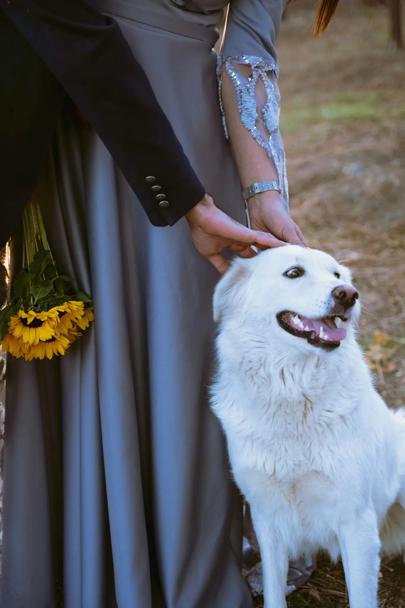 Fluffy white dog being petted beside a wedding guest in a gray gown holding sunflowers